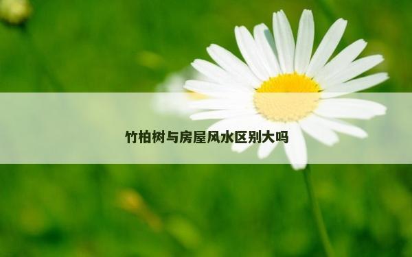 竹柏树与房屋风水区别大吗