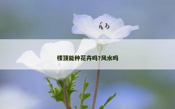 楼顶能种花卉吗?风水吗