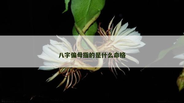 八字偏母指的是什么命格