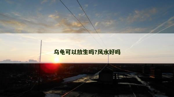 乌龟可以放生吗?风水好吗