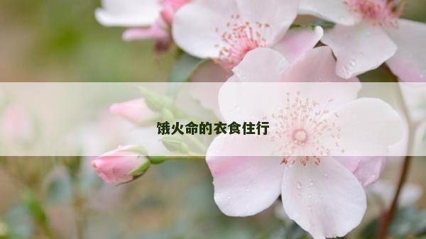 饿火命的衣食住行