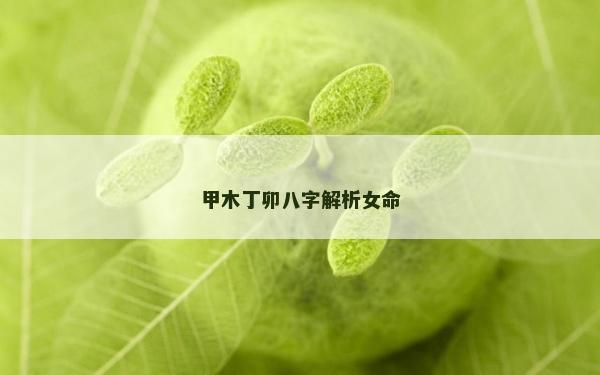 甲木丁卯八字解析女命