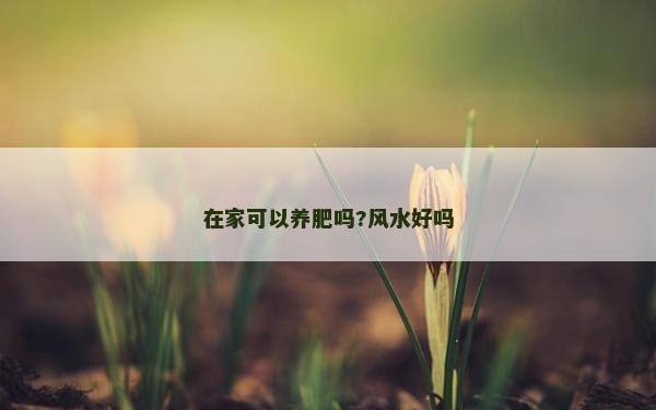 在家可以养肥吗?风水好吗