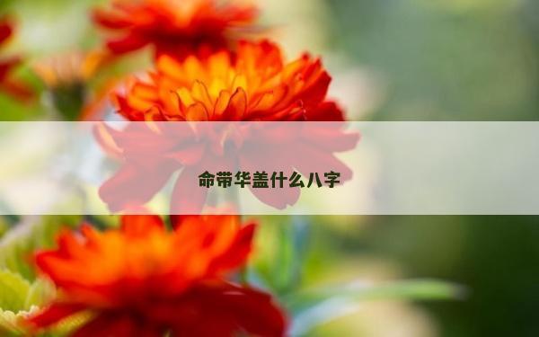 命带华盖什么八字