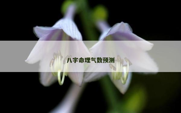 八字命理气数预测