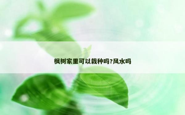 枫树家里可以栽种吗?风水吗