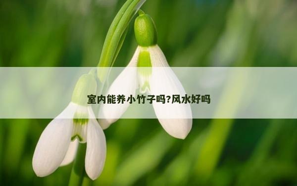 室内能养小竹子吗?风水好吗