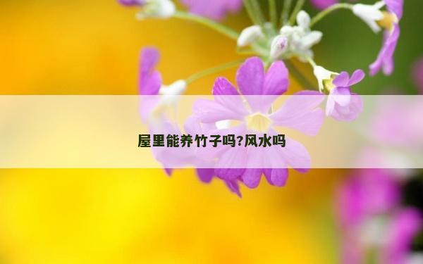屋里能养竹子吗?风水吗