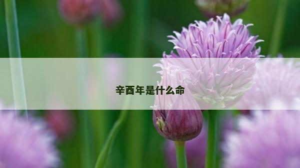 辛酉年是什么命