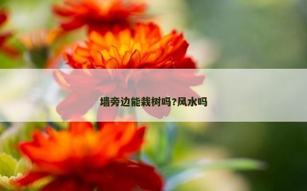 墙旁边能栽树吗?风水吗