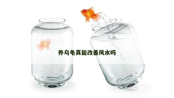 养乌龟真能改善风水吗