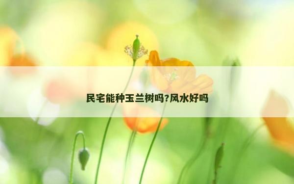民宅能种玉兰树吗?风水好吗