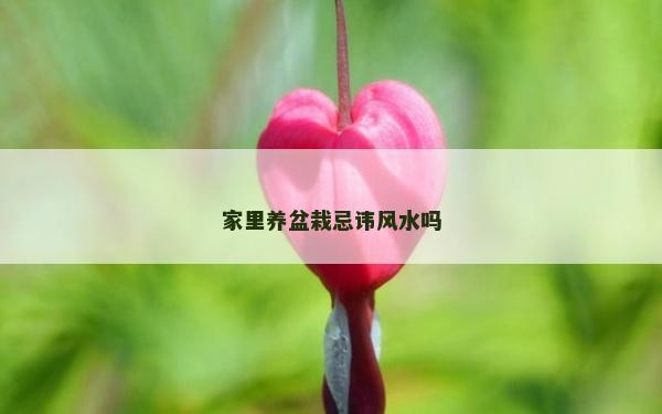 家里养盆栽忌讳风水吗