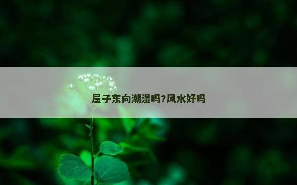 屋子东向潮湿吗?风水好吗