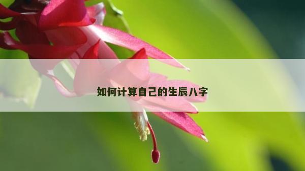 如何计算自己的生辰八字