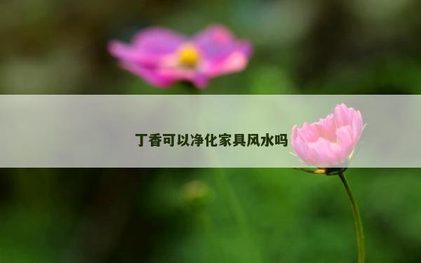 丁香可以净化家具风水吗