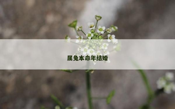 属兔本命年结婚