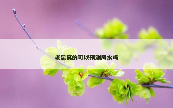老鼠真的可以预测风水吗