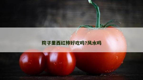 院子里西红柿好吃吗?风水吗