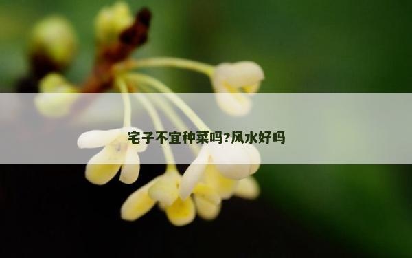 宅子不宜种菜吗?风水好吗