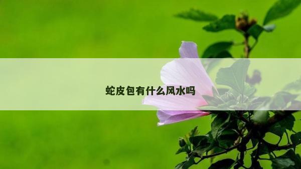 蛇皮包有什么风水吗