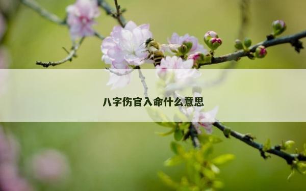 八字伤官入命什么意思