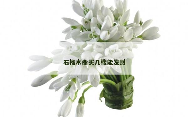 石榴木命买几楼能发财