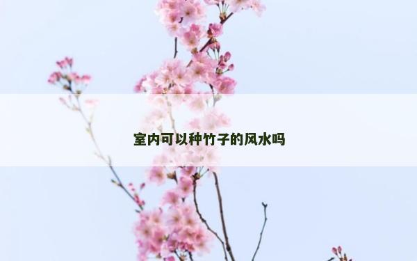 室内可以种竹子的风水吗
