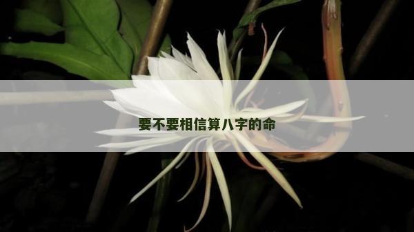 要不要相信算八字的命