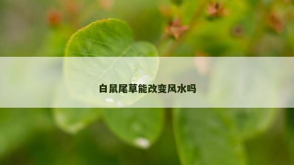白鼠尾草能改变风水吗