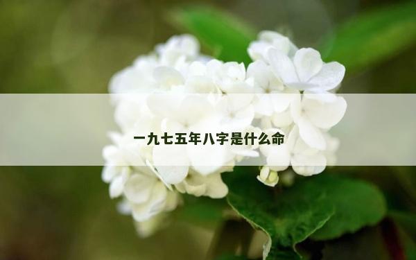 一九七五年八字是什么命