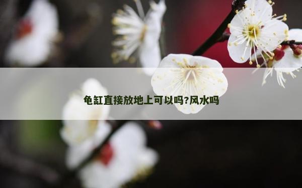 龟缸直接放地上可以吗?风水吗