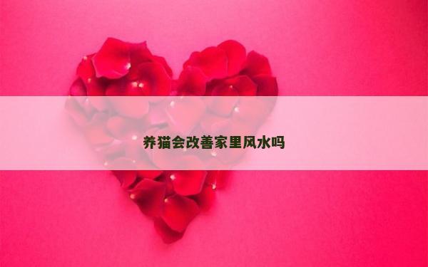 养猫会改善家里风水吗