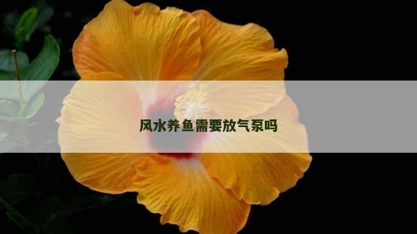 风水养鱼需要放气泵吗
