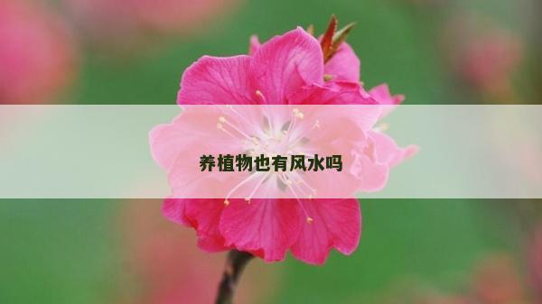 养植物也有风水吗