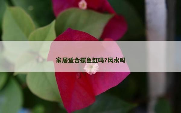 家居适合摆鱼缸吗?风水吗