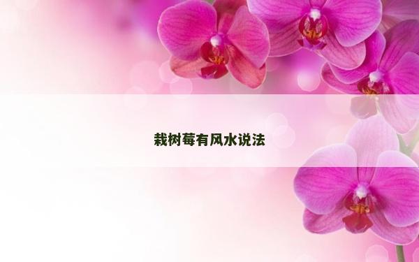 栽树莓有风水说法