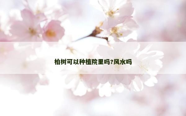柏树可以种植院里吗?风水吗