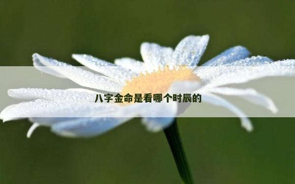 八字金命是看哪个时辰的