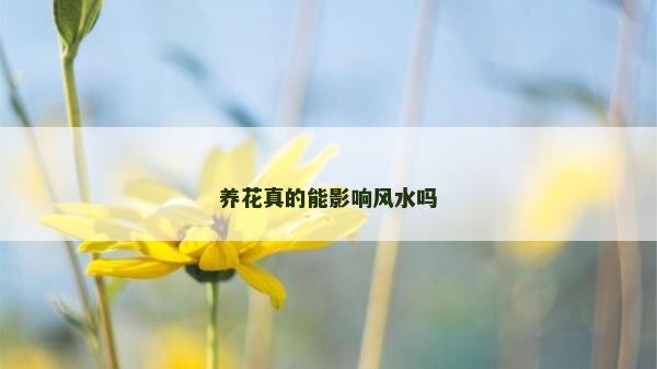 养花真的能影响风水吗
