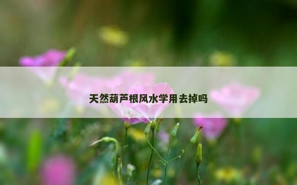 天然葫芦根风水学用去掉吗