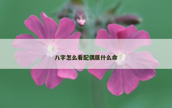 八字怎么看配偶属什么命