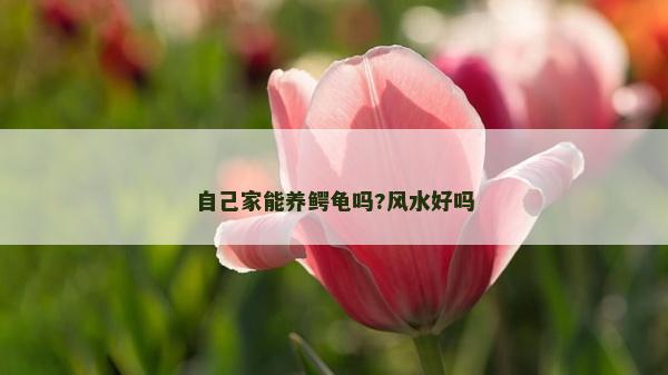 自己家能养鳄龟吗?风水好吗