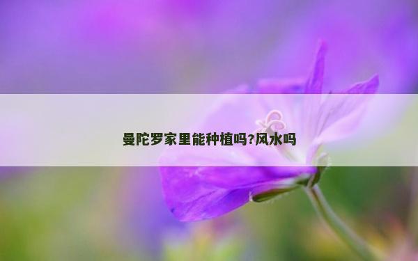 曼陀罗家里能种植吗?风水吗