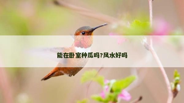 能在卧室种瓜吗?风水好吗