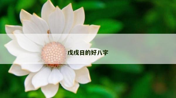 戊戌日的好八字
