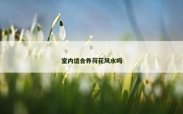 室内适合养荷花风水吗