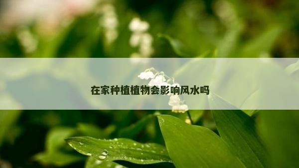 在家种植植物会影响风水吗