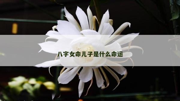 八字女命儿子是什么命运