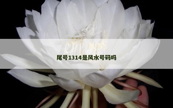 尾号1314是风水号码吗